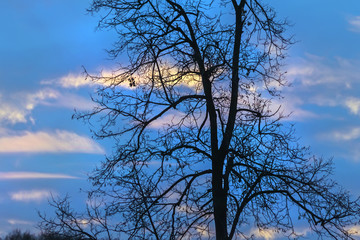 Silhouette of tree against blue sky