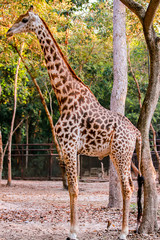 Photos of giraffes in the zoo
