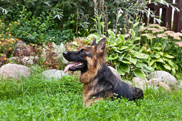German Shepherd portrait lying on the grass in the garden