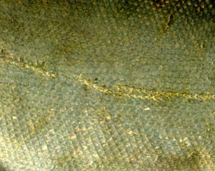 background fish scales in brown © kozh