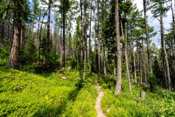 Beautiful summer forest scene. Deep woods in bright sunny day.