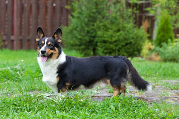 Dog breed Welsh Corgi Cardigan standing in the yard