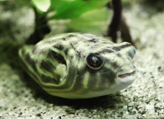 Kugelfisch
