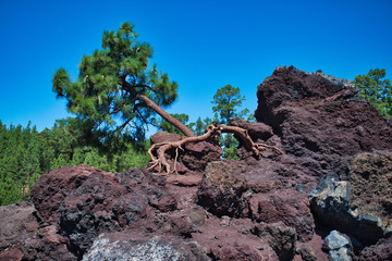 Fototapeta premium Wonderful views of the nature of Tenerife