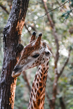 Photos of giraffes in the zoo