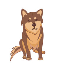 Shiba inu dog on a white background.