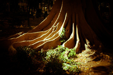 Big magnolia tree in the park, Seville, Andalusia, Spain.
