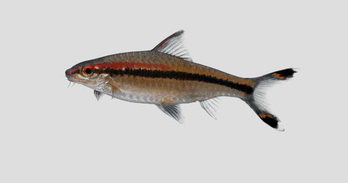 Aquarium Fish Art Crossocheilus denisonii