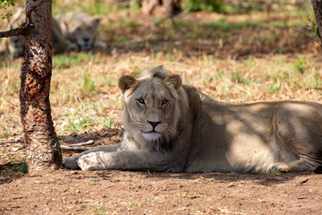 South African Lion in the Savanna