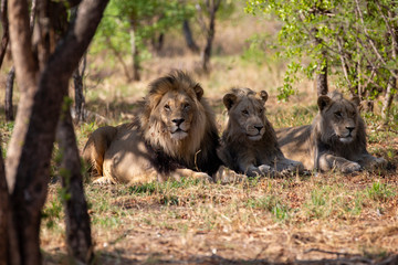 Fototapeta premium South African Lion in the Savanna