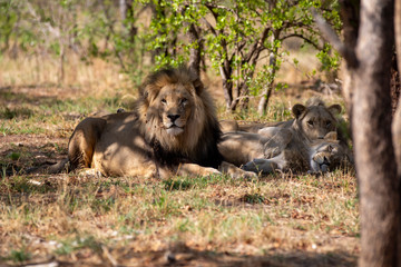 South African Lion in the Savanna
