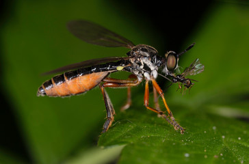 Dioctria rufipes, the common red-legged robberfly, is a species of robber fly in the family Asilidae.