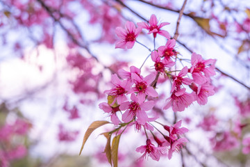 The beautiful pink cherry blossom flower on the tree in winter season, Chiang Mai, Thailand