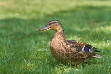 Naklejka na ściany i meble Mallard Female wild duck in the grass of the garden