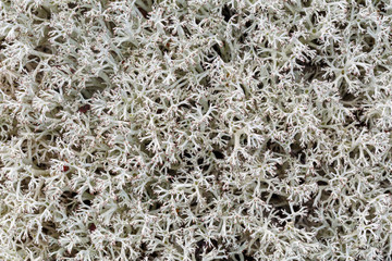 Cladonia rangiferina. Primer plano de las ramificaciones de liquen de los renos.