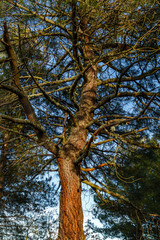 Pinus pinaster. Primer plano de un pino resinero, marítimo o negral. 