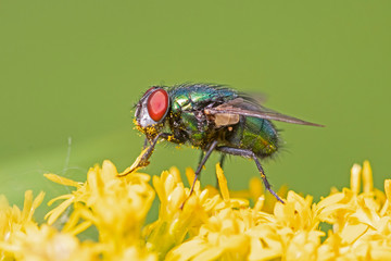 The Lucilia fly is a genus of blow flies, in the family Calliphoridae.