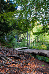 Il Parco nazionale dei laghi di Plitvice è una riserva forestale di 295 km² nella Croazia centrale