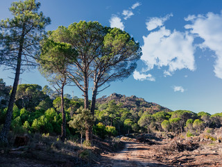 Obraz premium Pinos en Peña Muñana. Cadalso de los Vidrios. Madrid. España. Europa.