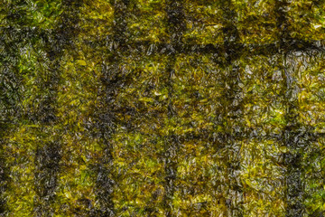 Nori seaweed isolated on white.