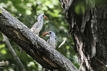 Pair of western red-billed hornbills, Tockus kempi, on a branch