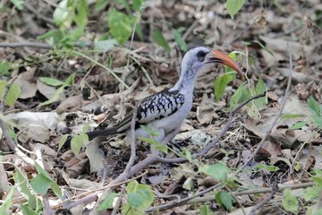 Western red-billed hornbill, Tockus kempi, on a forest floor