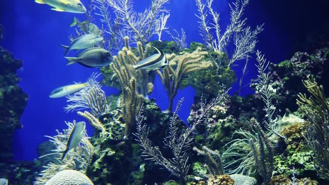 Close up shot of fish feeding off of a healthy coral reef in an aquarium.