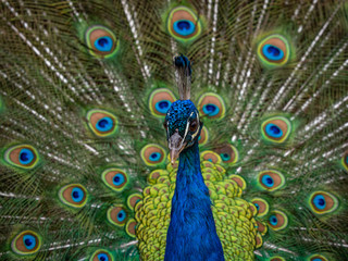 Fototapeta na wymiar Indian Peacock, Pavo cristatus, displaying its colorful feathers