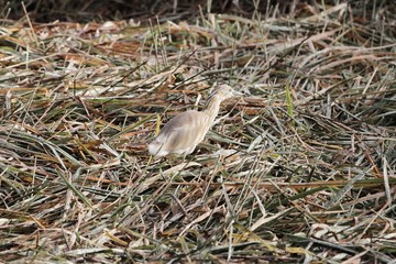 Squacco heron, Ardeola ralloides, in a field