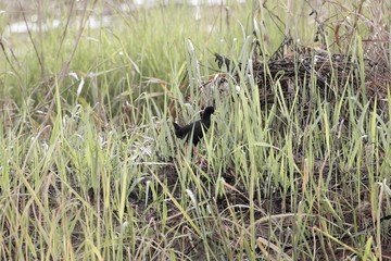 Black crake, Amaurornis flavirostra, in marshland