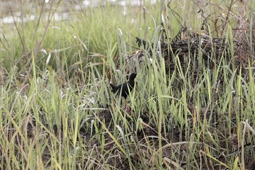 Black crake, Amaurornis flavirostra, in marshland