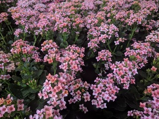Fototapeta premium Bunches of pale pink Kalanchoe flowers (Widow's-thrill)