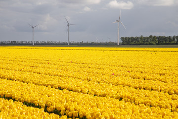 Beautiful Tulip fields. Noordoostpolder region, Flevoland province, the Netherlands.