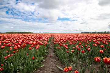 Beautiful Tulip fields. Noordoostpolder region, Flevoland province, the Netherlands.