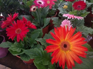 Close up on bright red and orange Gerbera Daisies flowers and leaves