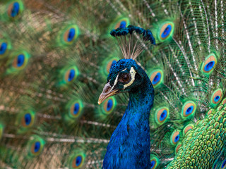 Obraz premium Indian Peacock, Pavo cristatus, displaying its colorful feathers