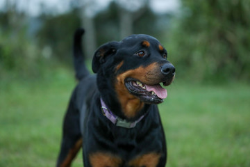 Obraz premium Rottweiler playing in lush green grass