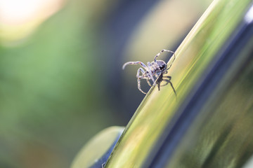 Spider on the edge of a boat