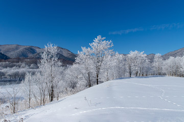 北海道の冬の風景　富良野の樹氷
