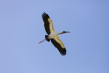 a flying wood stork in front of a blue sky