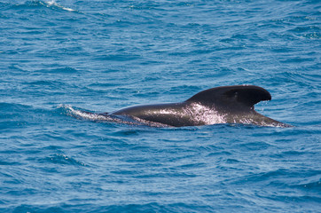 Fototapeta premium Pilot whale near Tarifa, Spain. Atlantic Ocean, Strait of Gibraltar.