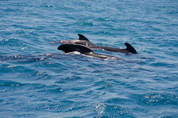 Fototapeta premium Pilot whale near Tarifa, Spain. Atlantic Ocean, Strait of Gibraltar.