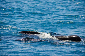Obraz premium Pilot whale near Tarifa, Spain. Atlantic Ocean, Strait of Gibraltar.