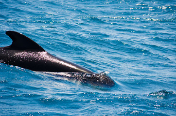 Pilot whale near Tarifa, Spain. Atlantic Ocean, Strait of Gibraltar.