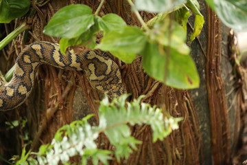 Large carpet python climbing palm tree in Airlie Beach, Queensland, slightly hidden by foliage