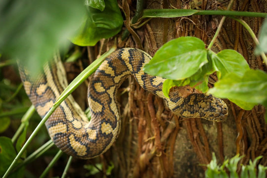 Large carpet python climbing palm tree in Airlie Beach, Queensland, slightly hidden by foliage