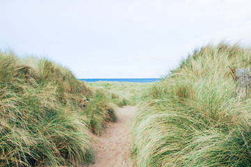 Footpath through sand dunes at the beach with long grass and no people