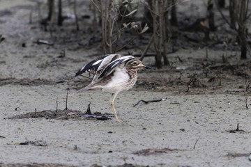 Senegal thick knee, Burhinus senegalensis, on a mudflat of a mangrove forest