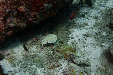 Electric ray free swimming on the reef (Torpedo marmorata). 