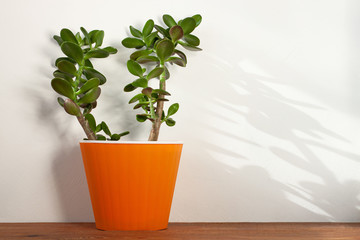 Succulent plant in orange pot. Minimalistic home interior decor, urban jungle. Earth day, eco workspace house concept. Creative reindeer with green horns in minimal style. Copy space, bright colors.